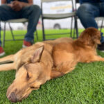Abren nuevas fechas para esterilizaciones gratuitas caninas y felinas
