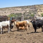 Invitan a Productores a participar en Programa con el que pueden mejorar su ganado