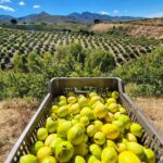 Buscan que vinos y guayaba de Aguascalientes sean reconocidos como únicos por su calidad