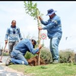 Intensificó Municipio acciones de Reforestación en la Semana del Medio Ambiente