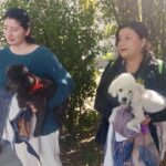 Anuncian municipio e ISSEA nueva campaña de esterilización canina y felina en VNSA