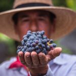 ¿Buscas una experiencia única? Vinícola El Secreto celebra su vendimia este 25 y 26 de julio