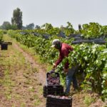 Con más de 14 mil toneladas al año, Aguascalientes es de los principales productores de uva del país