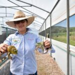 Aguascalientes impulsa una campo innovador; la crianza de Ranas Toro abre nuevas oportunidades