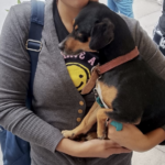 Realizarán Municipio e ISSEA esterilizaciónes de mascotas en Norias de Paso Hondo y Colonia Gremial